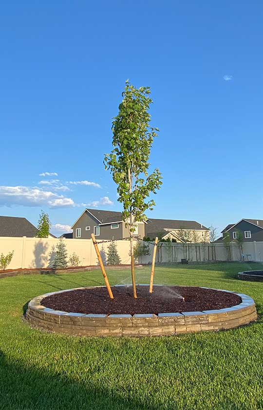 tree planting